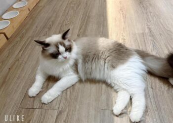 中壢貓咪咖啡廳必訪 不限時空間與貓咪共度療癒時光