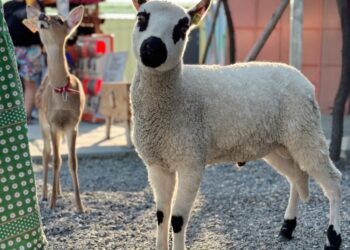 日韓台樂園社群評鑑 星夢森林劇場成新焦點