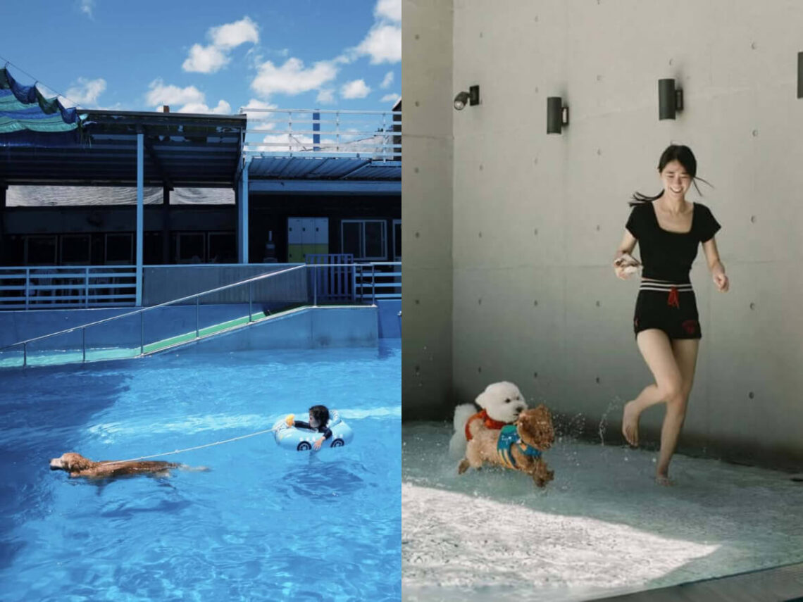 全台寵物友善景點｜盤點全台6家高評價寵物泳池 與毛小孩一起超Chill避暑