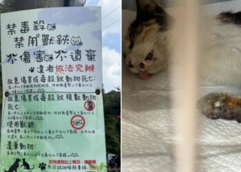 浪貓豆花受困捕獸夾 麗明動物醫院出手相救並籲正視陷阱危害