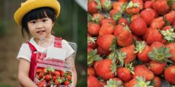 全台草莓園懶人包 草莓控集合 7大夢幻採草莓園、草莓甜點一次吃透透