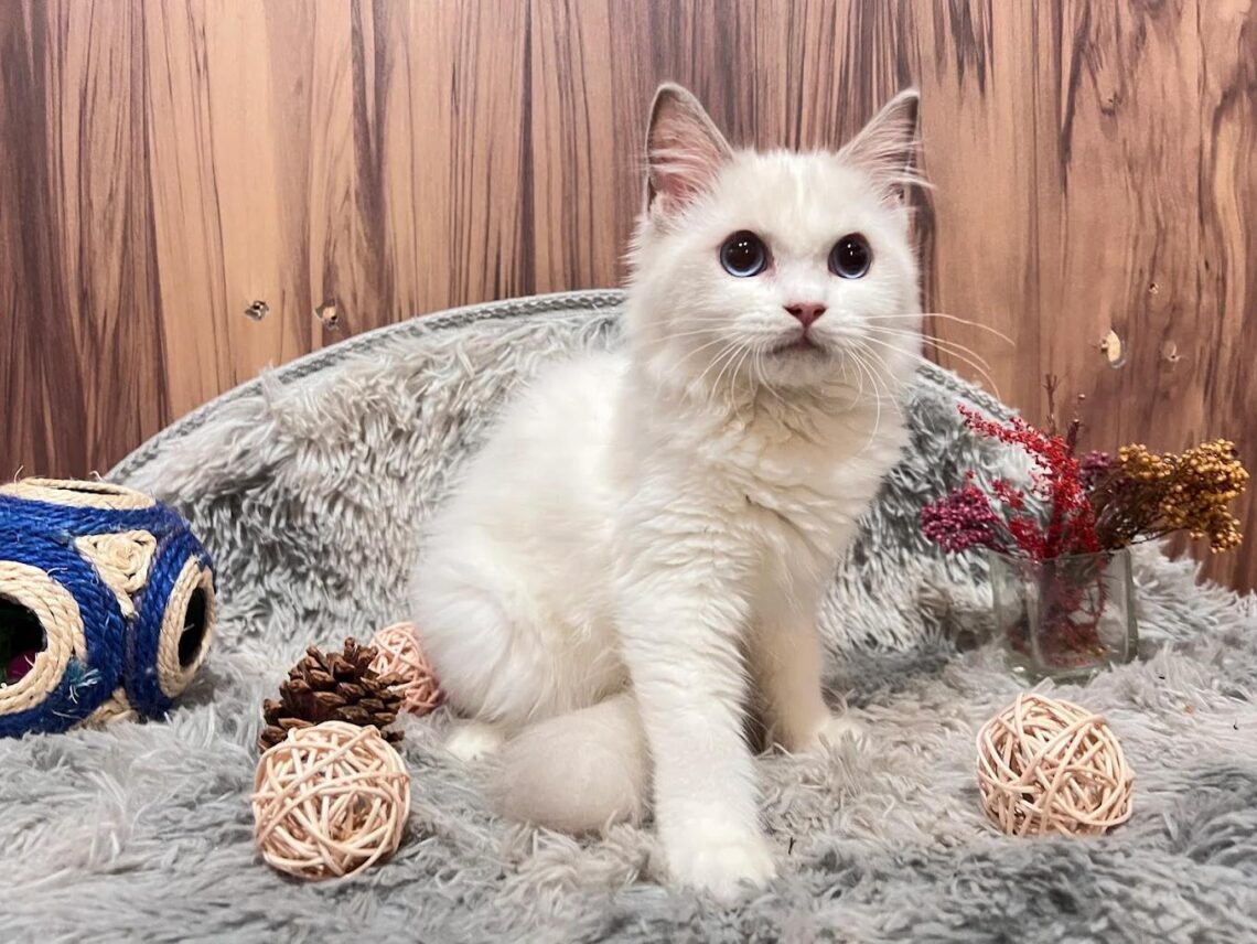 台中潭子合法貓舍 專業飼養TICA認證純種英短與布偶貓