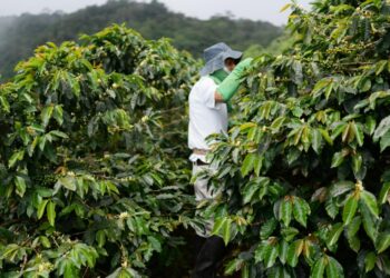 岢欣深耕咖啡產業多年 推出星鏈咖啡機