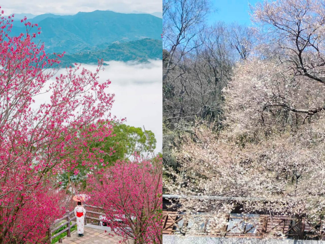 苗栗櫻花景點｜協雲宮、霧社櫻王必去！6個避開人潮苗栗賞櫻秘境