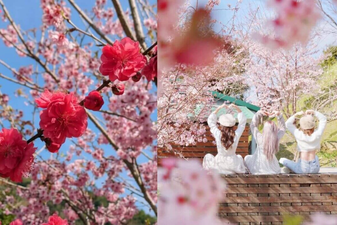 2026全台賞櫻景點｜前進如夢似幻樂活公園、石壁風景區 見證粉紅爆擊