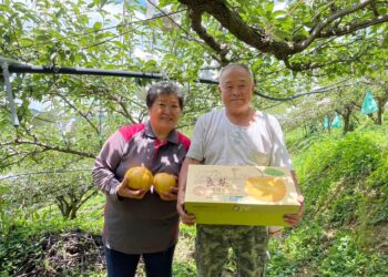 從五星飯店到東勢果園 三代傳承打造甘露梨精品禮盒品牌
