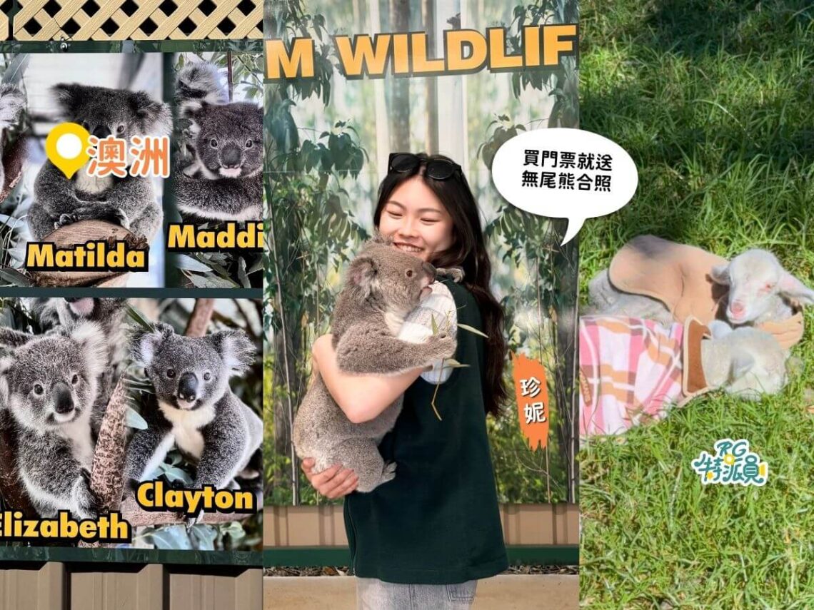澳洲景點推薦 2026|買門票就送無尾熊合照 在地人必去高CP值動物園 餵袋鼠、摸袋熊一次完成