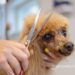 新莊寵物美容累積八年實務經驗 從愛犬命名到一對一照護 打造毛孩安心第二個家