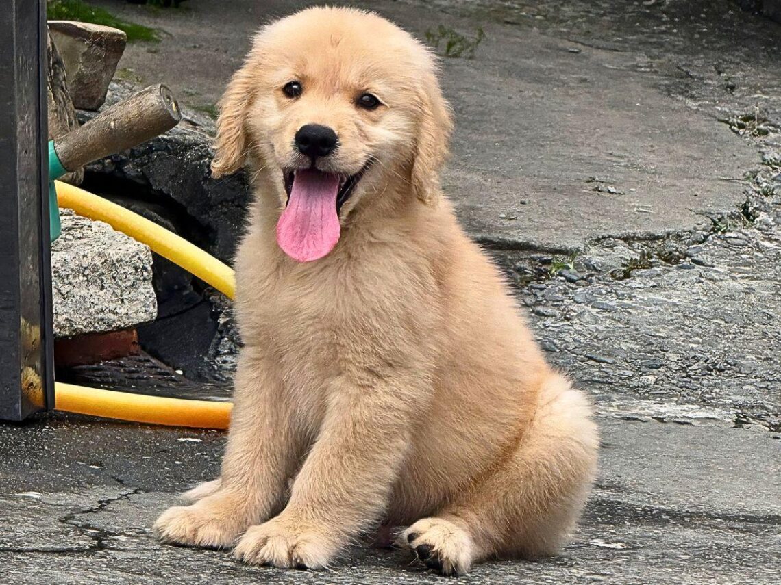 出差旅行狗狗誰照顧 苗栗大型犬住宿從活動空間到入住準備都有完整安排