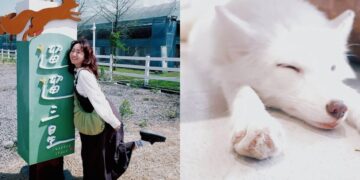 宜蘭景點 全台唯一白狐狸休閒農場「遛遛三星」 親子同遊打卡新去處